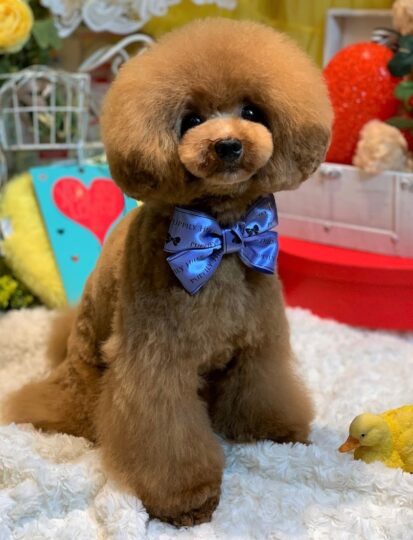 {{brizy_dc_image_alt imageSrc=