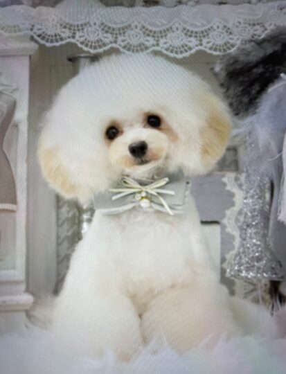 {{brizy_dc_image_alt imageSrc=