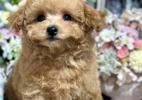 {{brizy_dc_image_alt entityId=