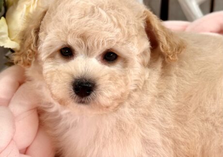 {{brizy_dc_image_alt entityId=