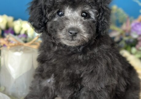 ミレーユちゃん {{brizy_dc_image_alt entityId=