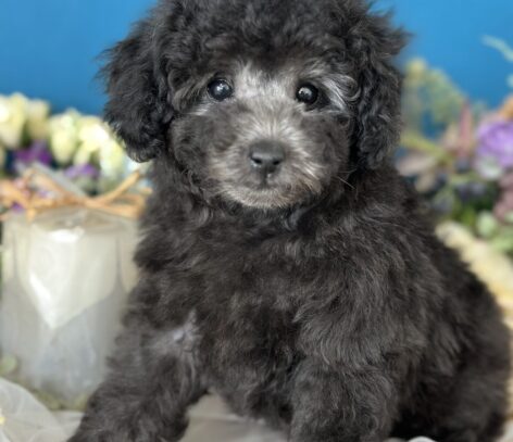 {{brizy_dc_image_alt entityId=