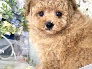 {{brizy_dc_image_alt entityId=