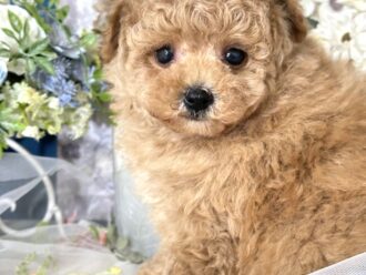 {{brizy_dc_image_alt entityId=