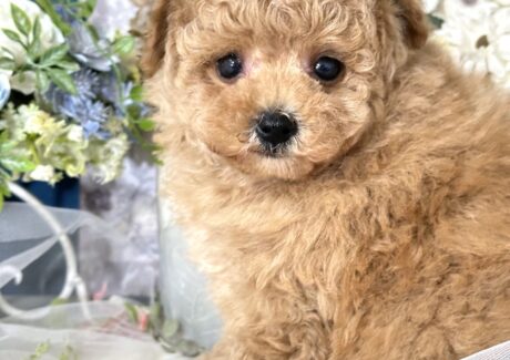 {{brizy_dc_image_alt entityId=