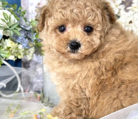 {{brizy_dc_image_alt entityId=