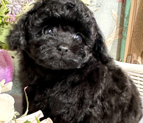 {{brizy_dc_image_alt entityId=