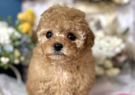 {{brizy_dc_image_alt entityId=