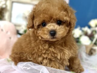 {{brizy_dc_image_alt entityId=