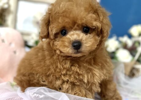 {{brizy_dc_image_alt entityId=