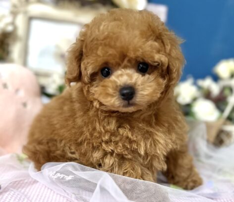 {{brizy_dc_image_alt entityId=