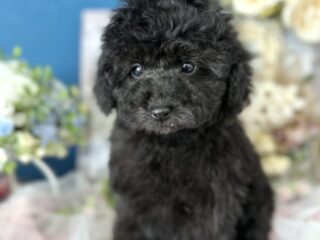 {{brizy_dc_image_alt entityId=