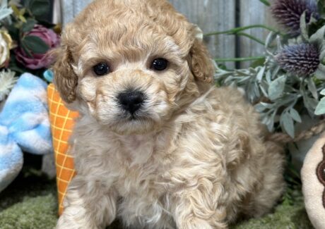 {{brizy_dc_image_alt entityId=