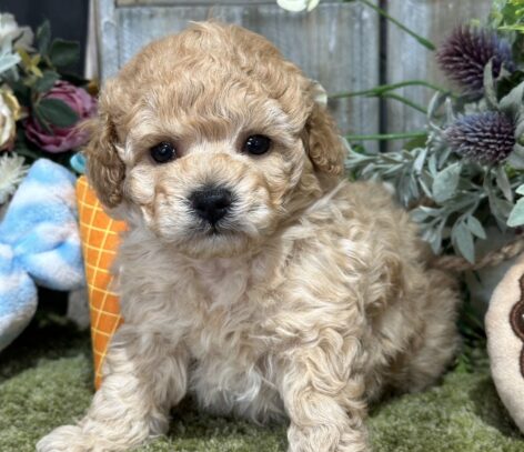 {{brizy_dc_image_alt entityId=