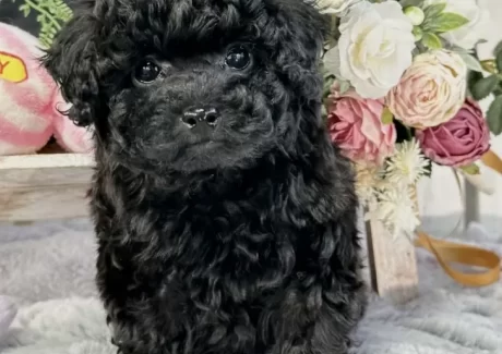 {{brizy_dc_image_alt entityId=