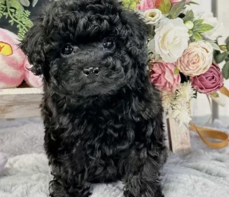 {{brizy_dc_image_alt entityId=