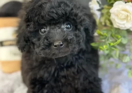 {{brizy_dc_image_alt entityId=