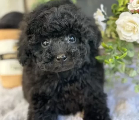 {{brizy_dc_image_alt entityId=