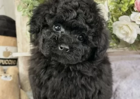 {{brizy_dc_image_alt entityId=