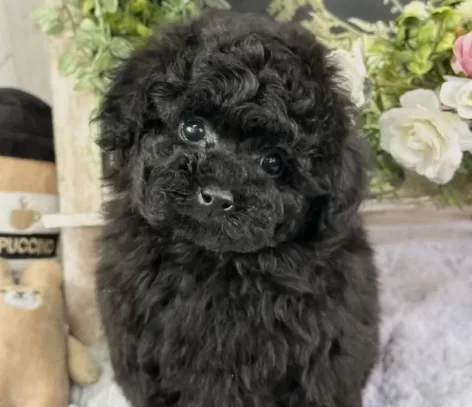 {{brizy_dc_image_alt entityId=