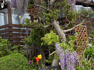 {{brizy_dc_image_alt imageSrc=