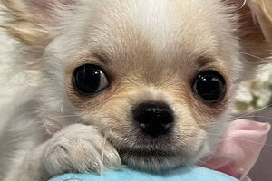 {{brizy_dc_image_alt imageSrc=