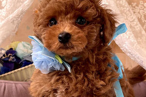 {{brizy_dc_image_alt imageSrc=