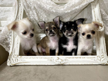 {{brizy_dc_image_alt imageSrc=