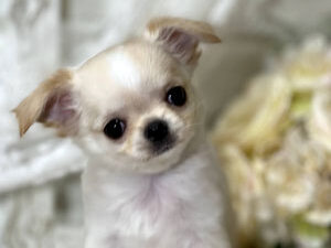 {{brizy_dc_image_alt imageSrc=