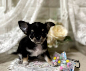 {{brizy_dc_image_alt imageSrc=