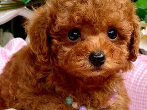 {{brizy_dc_image_alt imageSrc=