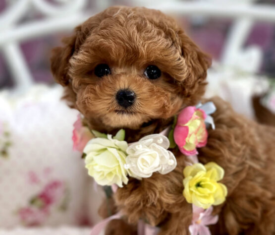 {{brizy_dc_image_alt imageSrc=