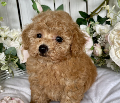 {{brizy_dc_image_alt entityId=