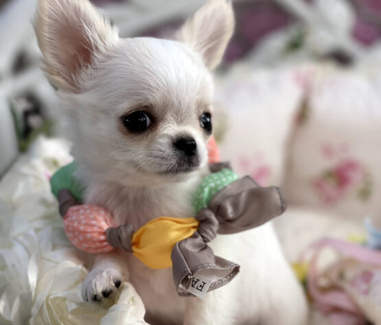 {{brizy_dc_image_alt imageSrc=