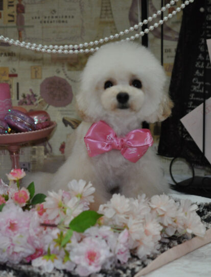 {{brizy_dc_image_alt imageSrc=