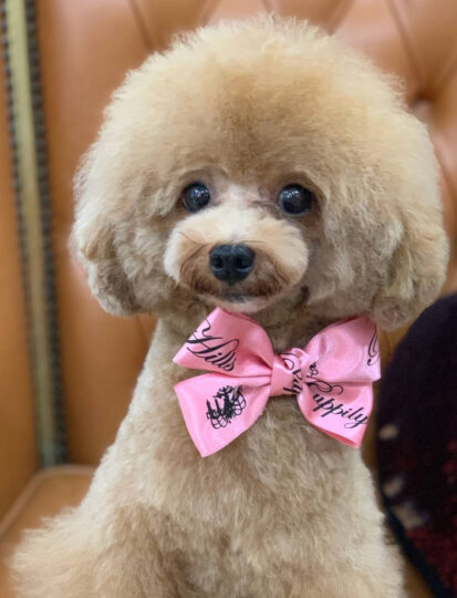 {{brizy_dc_image_alt imageSrc=